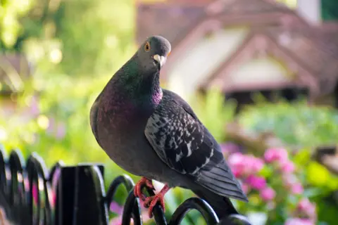 Getty Images A pigeon perched on a fence with a colourful garden in the background