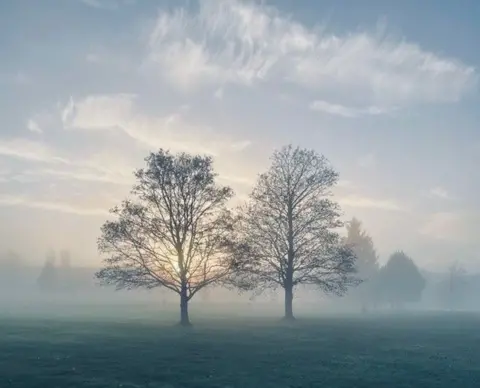 Alex McLeish Two large trees in a field with fog obscuring the grass on a frosty day.