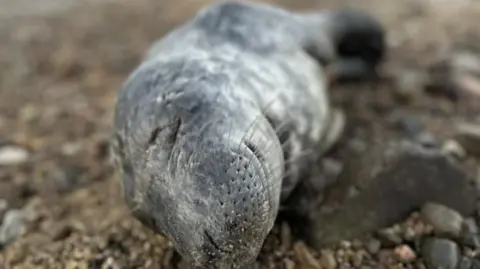 Donna De Gruchy A picture of Rocky when he was found. He is lying on gravel with his eyes closed, looking emaciated.