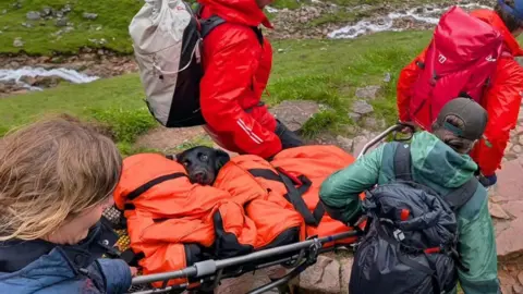 A black labrador is stretchered off a grassy mountain by four people. The dog is wrapped in orange covers