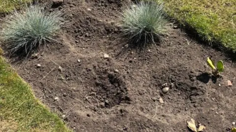 A view of empty plant holes in the ground where they have been stolen.
