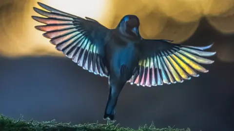 Rainbow bird