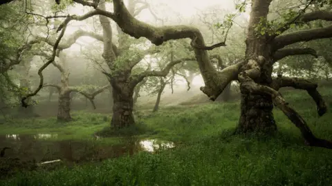 South Downs National Park Authority Three gnarly trees partly shrouded in mist.