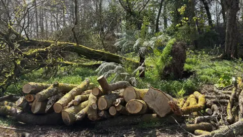A Fallen tree lies on the ground, its root ball visibly torn from the ground.