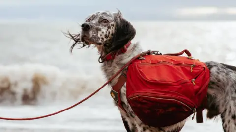 Beat Media/The Kennel Club A close-up image of Louis, who is looking away from the camera with the grey sea behind him. A wave is crashing onto shore in the background. He has a red messenger bag attached to his harness, and has a red collar and lead. 