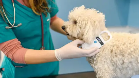 A female vet wearing teal scrubs and white latex gloves. She is holding a scanner up against a white dog's neck to check for a microchip. 