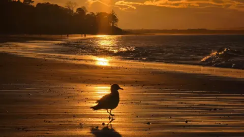 Moira MacKintosh A silhouetted seabird standing on a reflective beach at sunset, with golden light shining across wet sand and gentle waves under an orange sky.