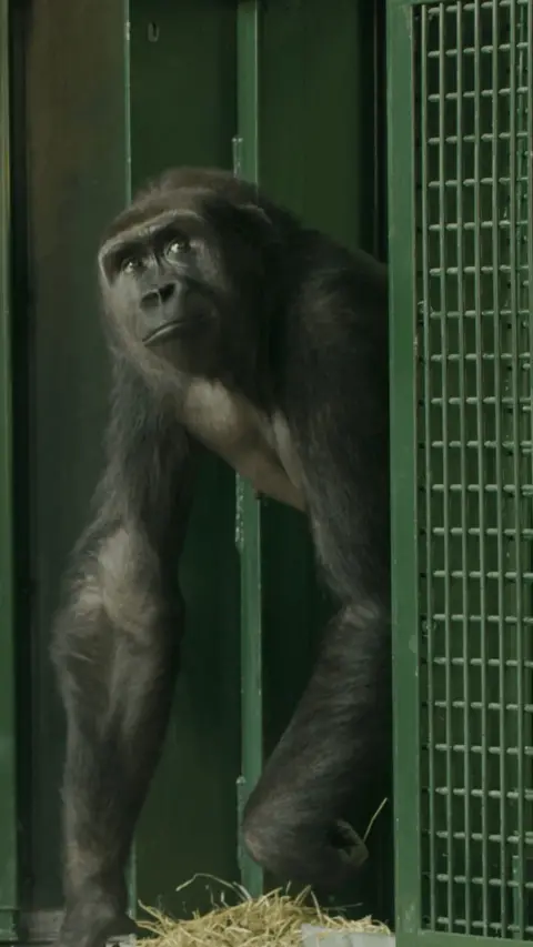 Gorilla moving from a green cage into a straw-lined room