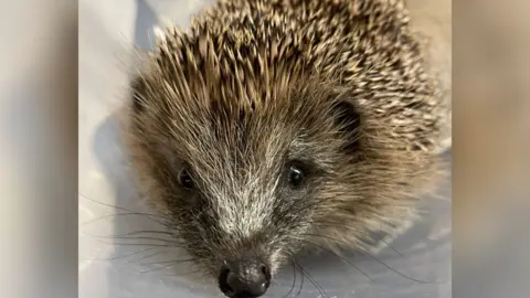 A close-up of a small hedgehog sitting on a piece of white kitchen roll.