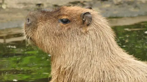 Zoológico Hoo y Mundo de Dinosaurios La cabeza y los hombros de un capibara, un roedor grande, están de lado a la cámara con un cuerpo de agua en el fondo.