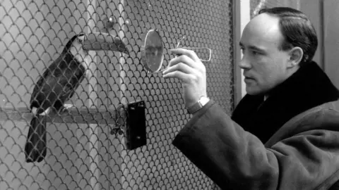Getty Images Desmond Morris is looking at a toucan through the wire of a cage.  The toucan is looking at Morris.