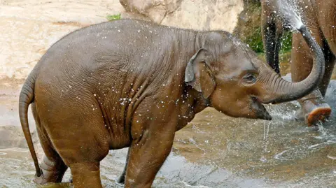 A young elephant playfully sprays waters with its trunk while standing in a pool at Chester Zoo. 