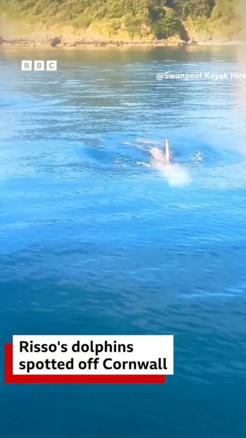 A dolphin fin poking out of the water surface as it swims. 