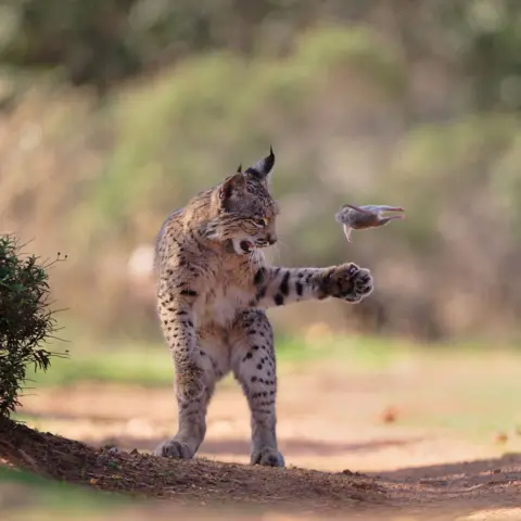 A lynx stands upright on its hind legs on a dirt path, one paw raised as it bats a small rodent into the air. The background is softly blurred, focusing attention on the mid-action moment.