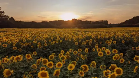 BBC Weather Watchers/LeeLou Rows upon rows of sunflowers, spread out under a setting sun, in a field.
