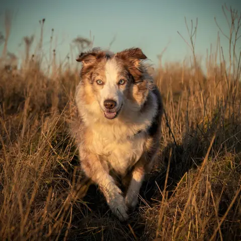 Jacki Gordon A dog cheerfully bounding through grass on a sunny day