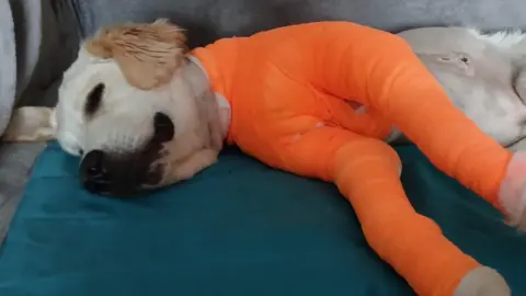 Roma Morgan Kobi is a golden retriever. He is photographed lead on a sofa with orange bandages covering his upper body and both legs. The fur on his body has been shaved exposing his skin.