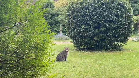 Horatio the cat squinting as he stands in the middle of a green space at Kelmscott Manor.