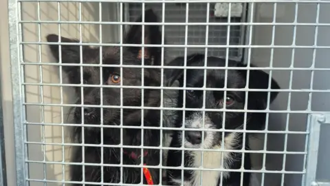 RSPCA Two cute dogs are sitting behind grey bars peering out with big button eyes. On the left is a black fluffy dog with pointy ears and on the right is a black dog which also has a white nose and neck.