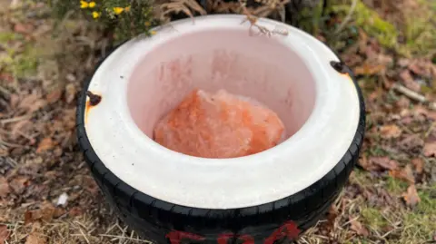 A saltlick in the forest - a large rock of pink-coloured salt sits in a white bowl. The white bowl is inside an old tyre and the whole thing is on the ground.