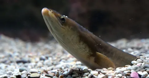 Getty Images 
European Eel (Anguilla anguilla) - stock photo