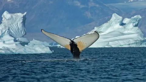 The image shows a whale fluke - or tail - emerging from slightly choppy, blue waters of East Greenland. There are small icebergs visible in the background and the mountainous coast of Greenland beyond. 