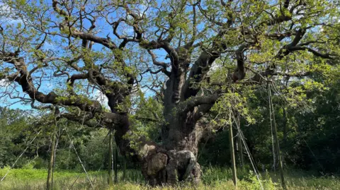 Major Oak