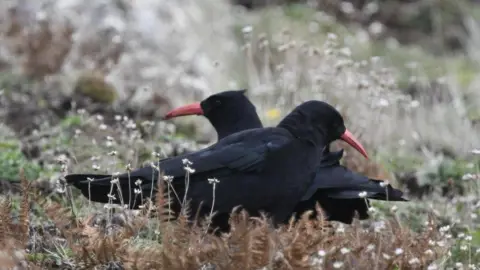 Photo provided by the South West Coast Path Association, Photographer: Arthur Allan Two birds are standing in foliage facing opposite directions. They are standing closely together. The birds have black feathers and long orange beaks. Dry shrubbery surrounds them.