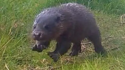 Stanwick Lakes An otter bouncing off green grass. The otter is brown in colour. 