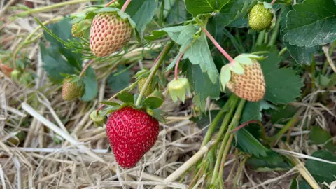 A close-up image of a strawberry plant - there are six berries visible, one is ripe and bright red, two are a light pink, and three are smaller and green. The leaves are a dark green, and the ground is covered in straw.