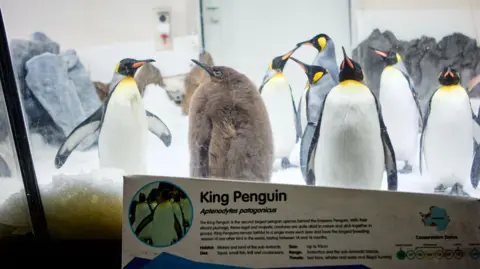 Royal Penguin Exhibition Banner bij Sea Life Melbourne met Pesto op de achtergrond