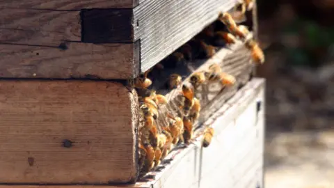 Several bees crawling in and out of a wooden hive box in the sun.
