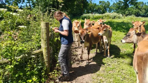 Tristan Whipps Hannah Le Morvan stands beside a wooden fence in a sunny countryside field, using a handheld device while a group of Jersey cows gathers closely behind on a dirt path surrounded by green grass and wild plants.
