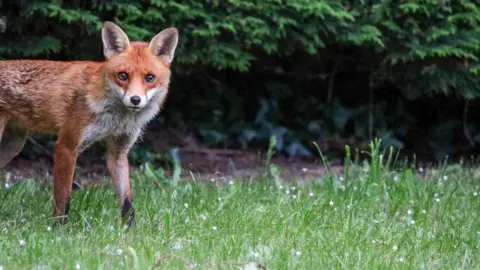 Becca C MONDAY - A fox stares into the camera in a garden next to a hedge in Abingdon