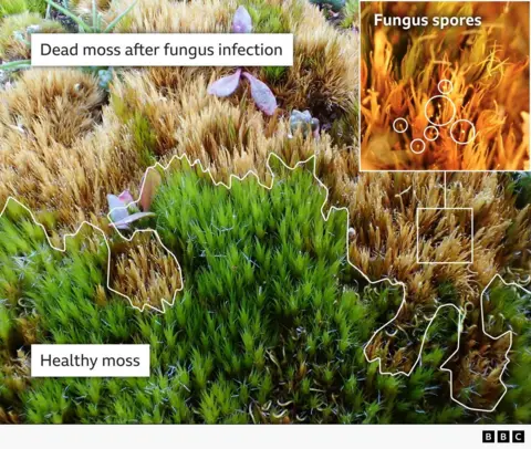Close-up of a moss-covered surface showing patches of bright green “healthy” moss alongside brown, dying moss labeled “dead moss after fungus infection.” White outlines highlight affected areas, and an inset image labeled “fungus spores” shows small circular spores among the moss.