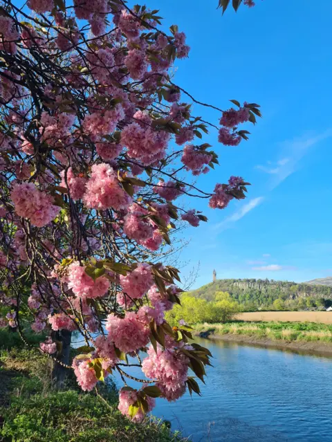 Anton Immink Pink cherry blossom branches overhanging a calm river, with green fields and a hilltop monument in the distance under a clear blue sky.