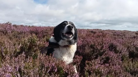 bbc weather watchers / farming lass The head of a large black-and-white dog pokes up out of the lush, purple flowers that blanket the field. Its eyes are closed and it's mouth is open in a goofy smile. The is a large section of white. fluffy cloud overhead with sections of blue sky poking through.