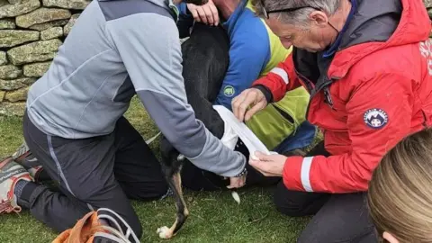 Edale Mountain Rescue Team Edale Mountain Rescue Team volunteer wearing a red jacket putting a bandage on a dogs back right leg