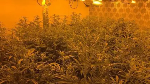 A large room with an orange grow packed full of large cannabis plants.  There are heat lamps on the ceiling.