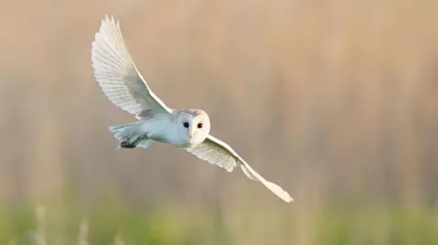 PA Barn owl