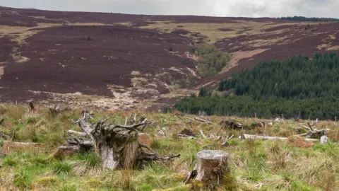 Ian Capper/Geograph Moorland with chopped down trees above the Kielder Forest, Northnumbria 