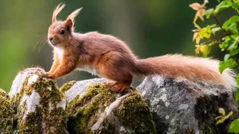 A red squirrel fills most of the picture. It is sitting on two moss covered rocks with its tufty ears leaning back. 