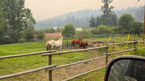 Supplied by Kaz Nowlin An image showing three horses in a stable - two brown ones and one white one - surrounded by green grass and shrubs. Behind them is a stable and rows of spruce trees lining a large hill in the background. The sky above them is hazy and slightly orange from wildfire smoke.