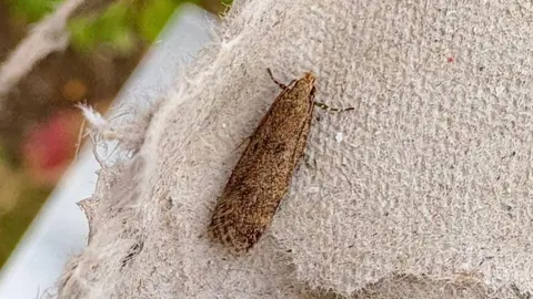 A closeup of a brown moth on a cloth.