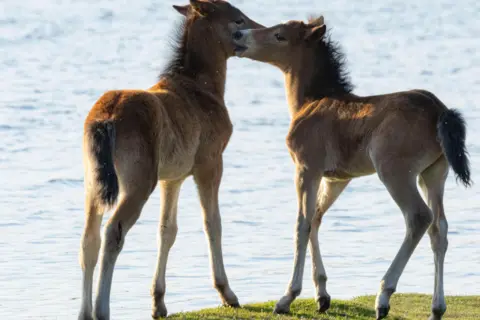 Hang Ross TUES - Two ponies nuzzle each other by 