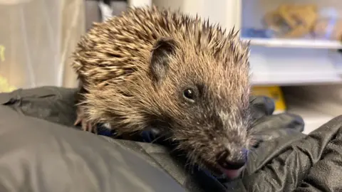 A hedgehog in a black gloved hand.