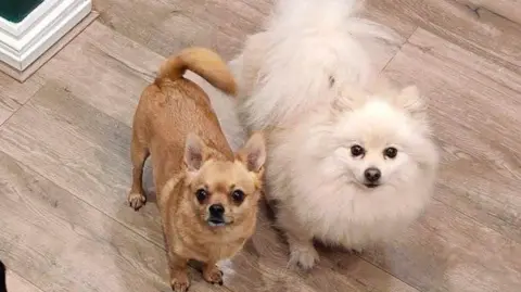 Evie Ecclestone A Chihuahua standing next to a white dog on a wooden plank floor, both looking up at the camera.