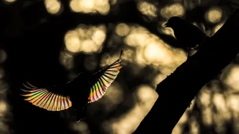 Andrew Fusek Peters Robin and greenfinch