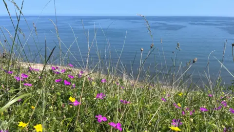 Durham Wildlife Trust Yellow and purple wildflowers in grasslands overlooking sea