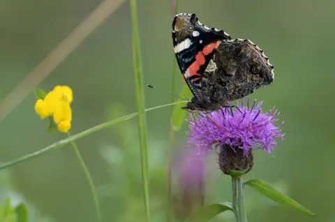 Iain Kirkpatrick A black and red admiral butterfly, sitting on a purple thistle